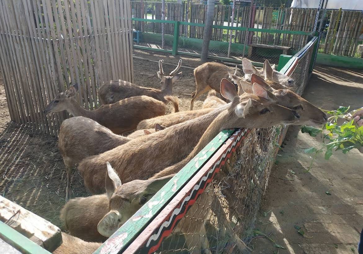 Galeri Taman Satwa Yamai Atid