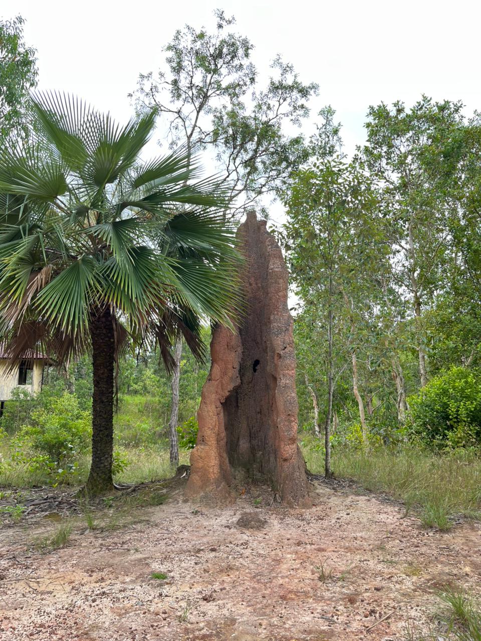Taman Nasional Wasur